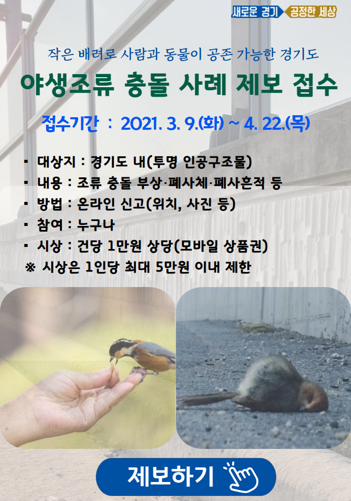 야생조류